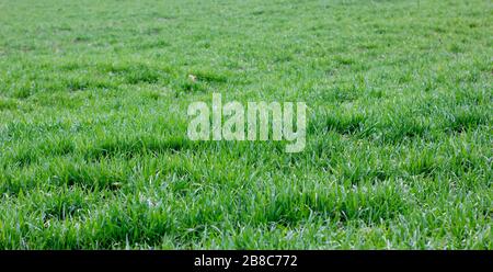 Background of thick young winter wheat. Fresh thick green grass in spring after heavy rain. Stock Photo