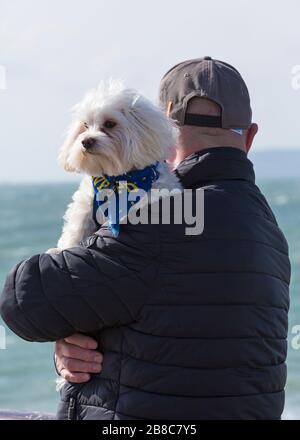 Bournemouth, Dorset UK. 21st March 2020. UK weather: windy and chilly morning, as visitors head to the seaside with most taking care to keep social distancing with the Coronavirus restrictions. Man holding Maltese terrier dog wearing NYPD dog bandana. Credit: Carolyn Jenkins/Alamy Live News Stock Photo
