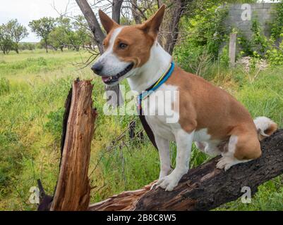 Basenji dog sitting on a broken tree branch and looking happy at summer season Stock Photo