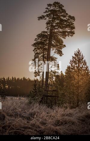 hunter's hunting tower hidden in the sun in an early, cool spring morning in a coniferous forest and mother nature has covered her white frost veil Stock Photo