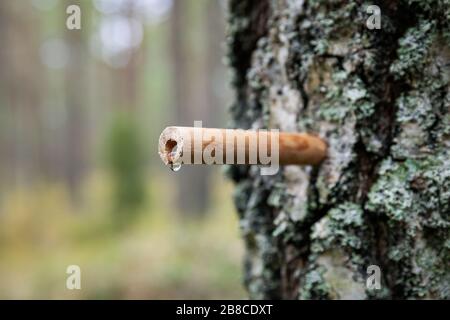 birch sap tapping in the spring. wooden tap with drop in tree trunk Stock Photo