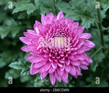 Vibrant, bright Pink Chrysanthemum Flower head with yellow stamen and blurred green leaves in the background. Stock Photo