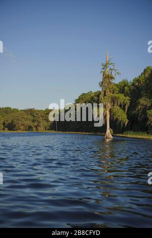 Cypress trees draped with Spanish Moss in the Spring fed Rainbow River. Dunnellon, Florida Stock Photo