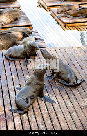 Cape fur seals chilling out on the dockside at V & A Waterfront in Capetown and posing for the cameras of passing tourists Stock Photo