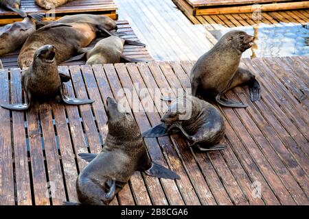 Cape fur seals chilling out on the dockside at V & A Waterfront in Capetown and posing for the cameras of passing tourists Stock Photo