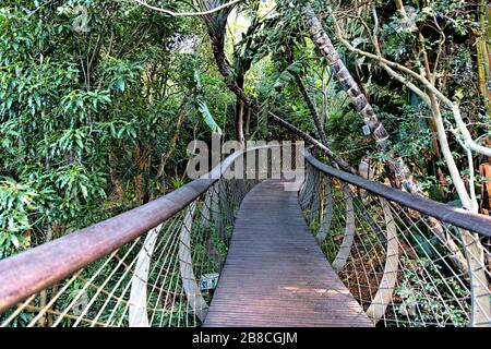 A view along Kirstenbosch Botanical Gardens' Tree Canopy Walkway, snaking through the treetops of the Aboretum. Nicknamed the Boomslang (tree snake).