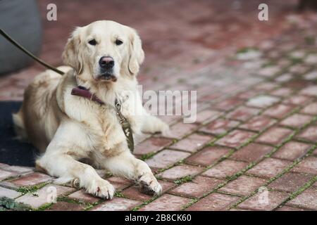 Golden Labrador Retriever with a collar sitting on the street.  Stock Photo