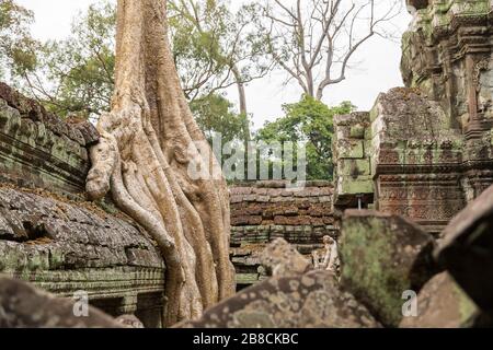 Ancient Khmer architecture ,Ta Prohm temple ruins hidden in jungle in Siem Reap, Cambodia. Stock Photo