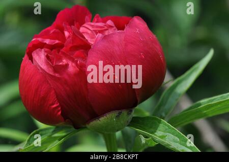 Burgeoning bright peony close-up with a water droplets on the petals. Stock Photo