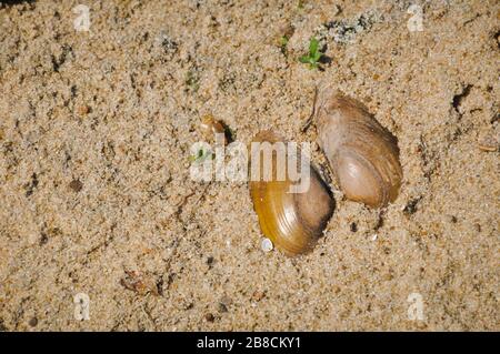 Opened shell of freshwater bivalve on the sand. Stock Photo