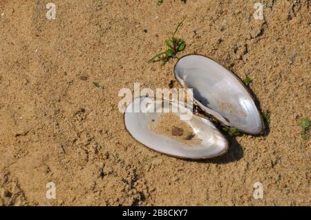 Opened shell of freshwater bivalve on the sand. Stock Photo