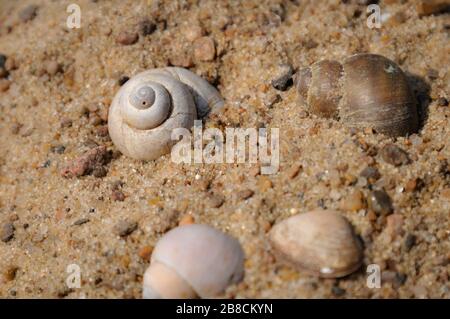 Close-up of several spiraled shells of freshwater molluscs lying on the sand Stock Photo