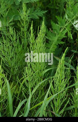 Meadow horsetail (shade horsetail) plants closeup. Summer. Stock Photo