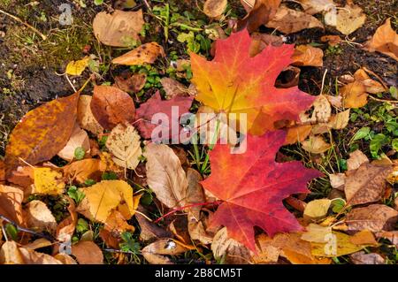 Two colorful maple leaves lying on the ground surrounded by fallen foliage and grass. Stock Photo