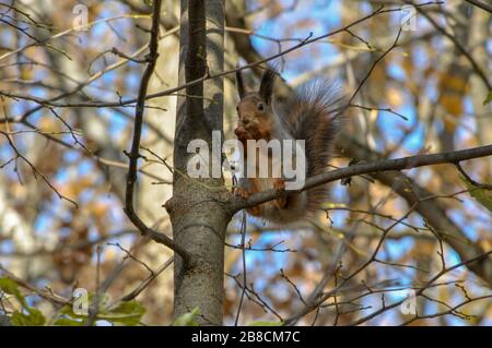 Cute squirrel with fluffy tail sits on a tree branch and eats something. Stock Photo