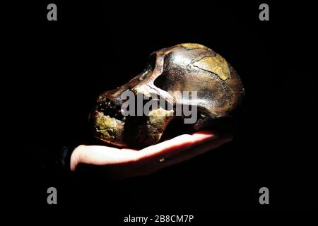 Model of human ancestor skull (Australopithecus afarensis) on a hand. Dark background. Stock Photo