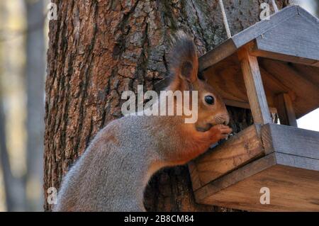 Cute sqiurrel is eating something from feeder in park. Closeup. Stock Photo