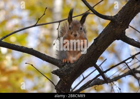 Cute squirrel sits on a tree branch with paws on the chest. Stock Photo