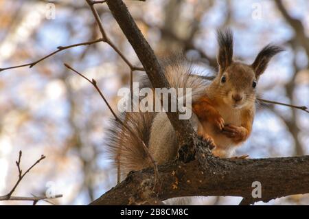 Cute squirrel sits on a tree branch with paws on the chest. Stock Photo