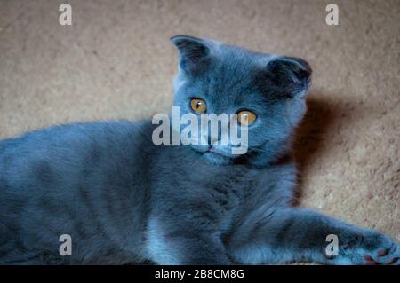 Portrait of little cute scottish fold kitten. Stock Photo