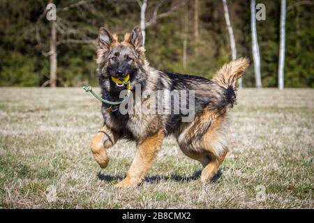 Long-haired German Shepherd Dog (Alsatian Dog) fetching a ball Stock Photo