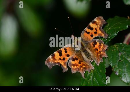 comma butterfly Stock Photo