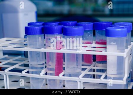 Laboratory test tubes in rack. Concept of science, laboratory and study of diseases. Coronavirus (COVID-19) treatment developing. Stock Photo
