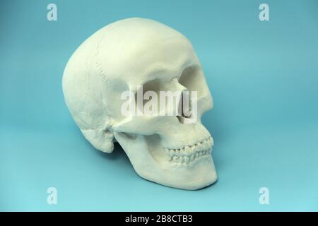 White human skull made of plaster on a blue background. The concept of health, medicine, life and death. Stock Photo