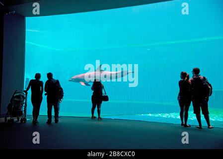 The Aquarium of Genoa, dolphins tank,  Genoa, Ligury, Italy, Europe Stock Photo