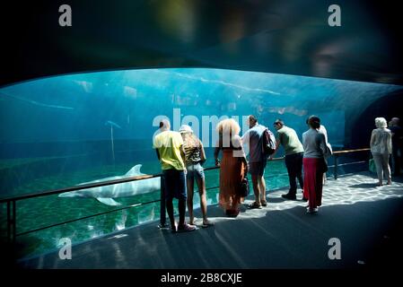 The Aquarium of Genoa, dolphins tank, Genoa, Ligury, Italy, Europe Stock Photo