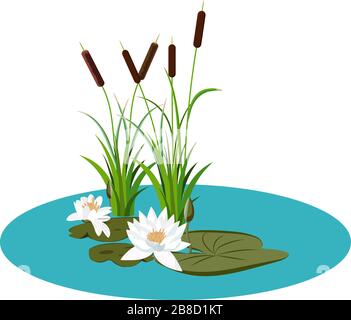 White water lily and bunch of reeds in water vector illustration. Water lily with leafes and lily buds in the lake water, nature artwork Stock Vector