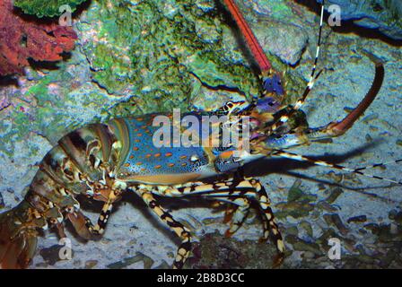 Ornate spiny lobster, Panulirus ornatus Stock Photo