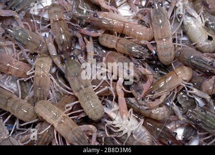 Juvenile Red claw blue lobster (Cherax quadricarinatus) born in a crayfish farm Stock Photo