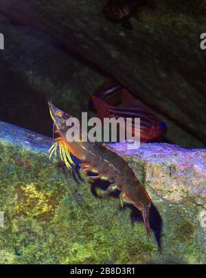Green tiger prawn, Penaeus semisulcatus Stock Photo