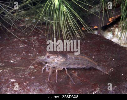 Amano shrimp, Caridina multidentata Stock Photo
