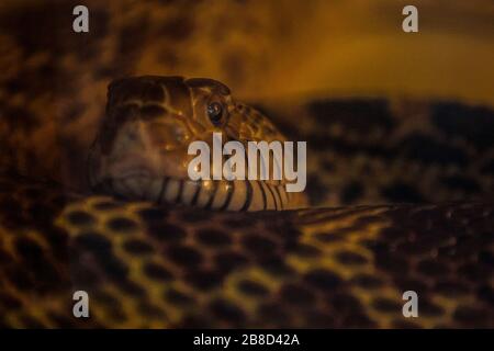 Capture of the snake Stock Photo