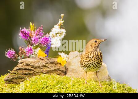 Song Thrush, Turdus philomelos perched in winter sun, Meppershall, UK Stock Photo