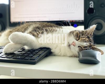 Cat relaxing on a computer - Home Office Stock Photo