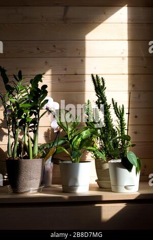 Collection of various plants in different pots. Potted dieffenbachia, cactus, epipremnum, zamioculcas and orchid on wood background on sunny day Stock Photo