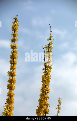 Yellow flowering forsythia in spring at Easter Stock Photo