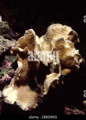 Serpent coral, Pachyseris speciosa Stock Photo