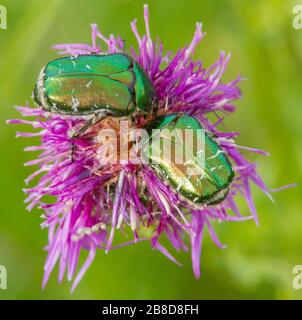 Rose chafer beetles Cetonia aurata feeding on greater knapweed - Dorset UK Stock Photo