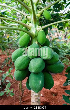 Papaya Papaw or Pawpaw Carica papaya fruits  on a tree growing in a permaculture environment in Kenya Stock Photo