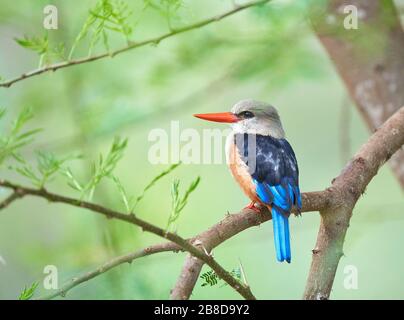 Grey-headed kingfisher Halcyon leucocephala perched on a tree above above a pool in Tsavo National Park in Southern Kenya