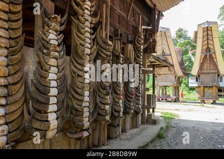 Tongkonan, an ancestral house in Tana Toraja, Sulawesi, Indonesia. Stock Photo