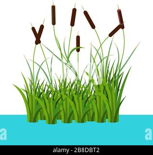 Swamp reed illustration. Cartoon marsh background with cattail plants ...
