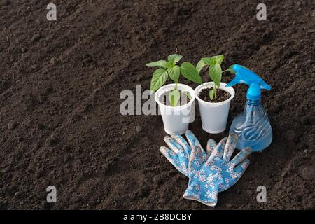 Two seedlings of pepper in plastic pots, garden gloves in a flower, blue bullet machine with water on a background of soil, dew on the leaves. Spring Stock Photo