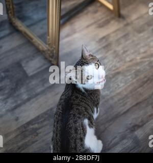 Cute young domestic tabby cat sitting on the floor, licking his lips and looking at camera. View from above, selective focus, copy space Stock Photo
