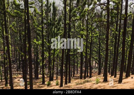 Native Canarian pine trees (Pinus canariensis) which have been burnt n a forest fire but are now recovering, Llano del Jable, La Palma, Canary Islands Stock Photo