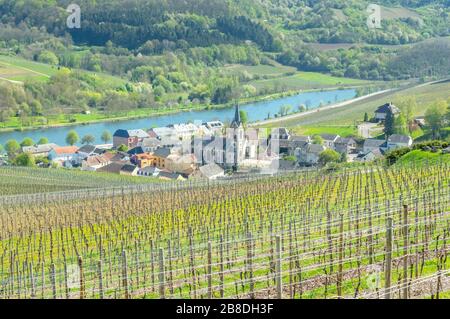 Ahn or Ehnen village nestled between vineyards in the Moselle valley wine region of Luxembourg, with fields all around Stock Photo